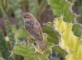 Juvenile house sparrow perched on cactus plant