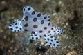 Juvenile Humpback Grouper Swimming in Indonesia Royalty Free Stock Photo