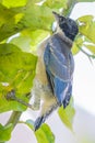 Juvenile Iberian, Azure-winged, magpie.