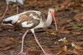 A Juvenile Ibis Royalty Free Stock Photo