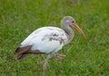 Juvenile Ibis at Lake Seminole Park Royalty Free Stock Photo