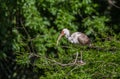 Juvenile ibis stands in tree Royalty Free Stock Photo