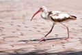 Juvenile Ibis Royalty Free Stock Photo