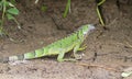 Juvenile Iguana, Costa Rica Royalty Free Stock Photo