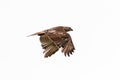 Juvenile immature red-tailed hawk Buteo jamaicensis isolated flying across a white background with wings down