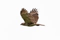 Juvenile immature red-tailed hawk Buteo jamaicensis isolated flying across a white background with wings up Royalty Free Stock Photo