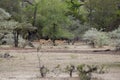 Juvenile Impala, Selous Game Reserve, Tanzania Royalty Free Stock Photo