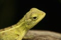 Juvenile Indian garden lizard, Calotes versicolor, Satara, Maharashtra Royalty Free Stock Photo