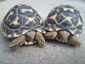 Juvenile Indian star tortoises