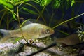 Juvenile individual of prussian carp or gibel carp, wide-spread and very common freshwater fish feel fine in temperate coldwater Royalty Free Stock Photo