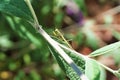 Baby praying mantis on Butterfly bush branch and leaves