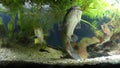 Juvenile invasive freshwater predator fish channel catfish, Ictalurus punctatus patiently swims in planted fish tank, muddy water