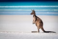 Juvenile Kangaroo on the beach at Lucky Bay, Cape Le Grand National Park Royalty Free Stock Photo