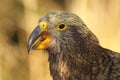 Juvenile Kea Calling