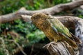 Juvenile kea, Nestor notabilis, perched on tree trunk showing colorful plumage. Beautiful olive green parrot, alpine bird.