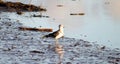 Juvenile Kelp Gull