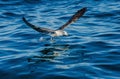 Juvenile Kelp gull Larus dominicanus in flight. Royalty Free Stock Photo
