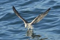 Juvenile Kelp gull Larus dominicanus in flight. Royalty Free Stock Photo