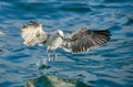 Juvenile Kelp gull Larus dominicanus in flight Royalty Free Stock Photo