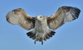 Juvenile Kelp gull Larus dominicanus in flight Royalty Free Stock Photo