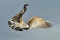 Juvenile Kelp gull (Larus dominicanus) in flight Royalty Free Stock Photo