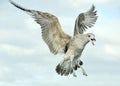 Juvenile Kelp gull Larus dominicanus in flight. Royalty Free Stock Photo