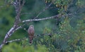 Juvenile Kestrel, Greece Royalty Free Stock Photo