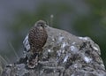 Juvenile Kestrel, Greece Royalty Free Stock Photo