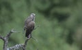 Juvenile Kestrel, Greece Royalty Free Stock Photo