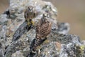 Juvenile Kestrel, Greece Royalty Free Stock Photo