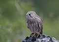 Juvenile Kestrel, Greece Royalty Free Stock Photo