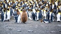 Funny Juvenile King Penguin and Penguin Chick in Front of Colony Trying Courtship Behavior, Salisbury Plain, South Georgia Royalty Free Stock Photo