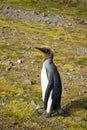 A Molting Juvenile King Penguin with Brown Downy Feathers on its