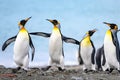 Juvenile king penguins communicate with each other - Aptendytes patagonica - four penguins together on beach in South Georgia