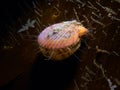 Juvenile King Scallop, Pecten maximus. Flame Shell Point. Loch Carron, Scotland