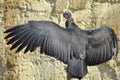 Juvenile King vulture outspread wings