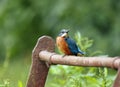 Juvenile kingfisher on a rusty rail