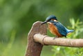 Juvenile kingfisher on a rusty rail