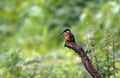 Juvenile kingfisher on a rusty rail