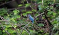 Juvenile kingfisher perching in a riverside tree