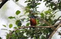 Juvenile kingfisher perching in a riverside tree