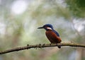 Juvenile kingfisher perching in a riverside tree