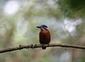 Juvenile kingfisher perching in a riverside tree