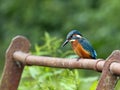 Juvenile kingfisher on a rusty rail