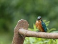 Juvenile kingfisher on a rusty rail