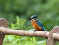 Juvenile kingfisher on a rusty rail