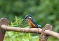 Juvenile kingfisher on a rusty rail