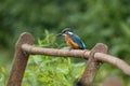 Juvenile kingfisher on a rusty rail