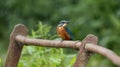 Juvenile kingfisher on a rusty rail