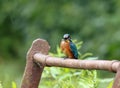 Juvenile kingfisher on a rusty rail